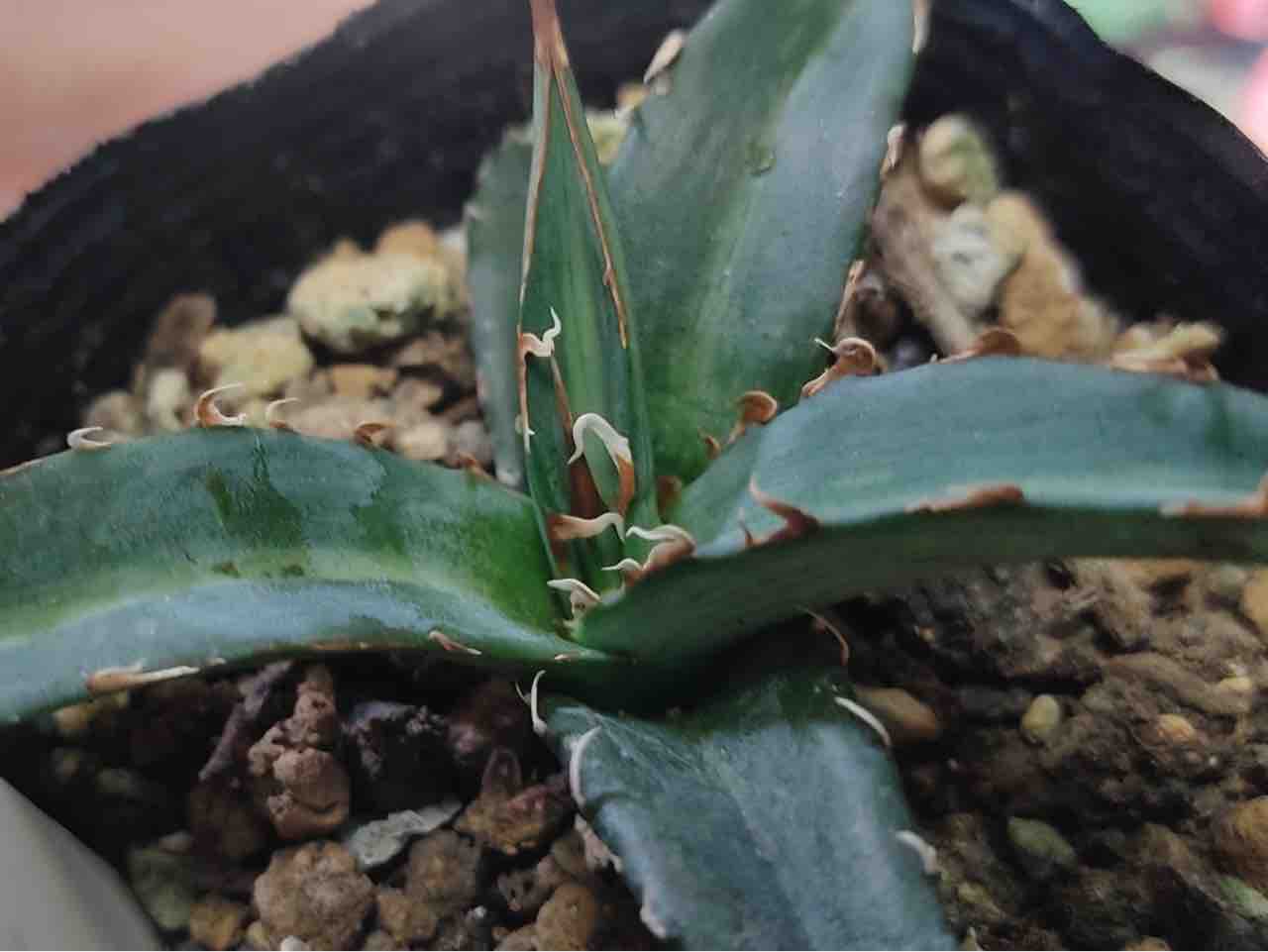 アガベ実生株】キシロナカンサブルーとデュランゲンシス【お迎えから4