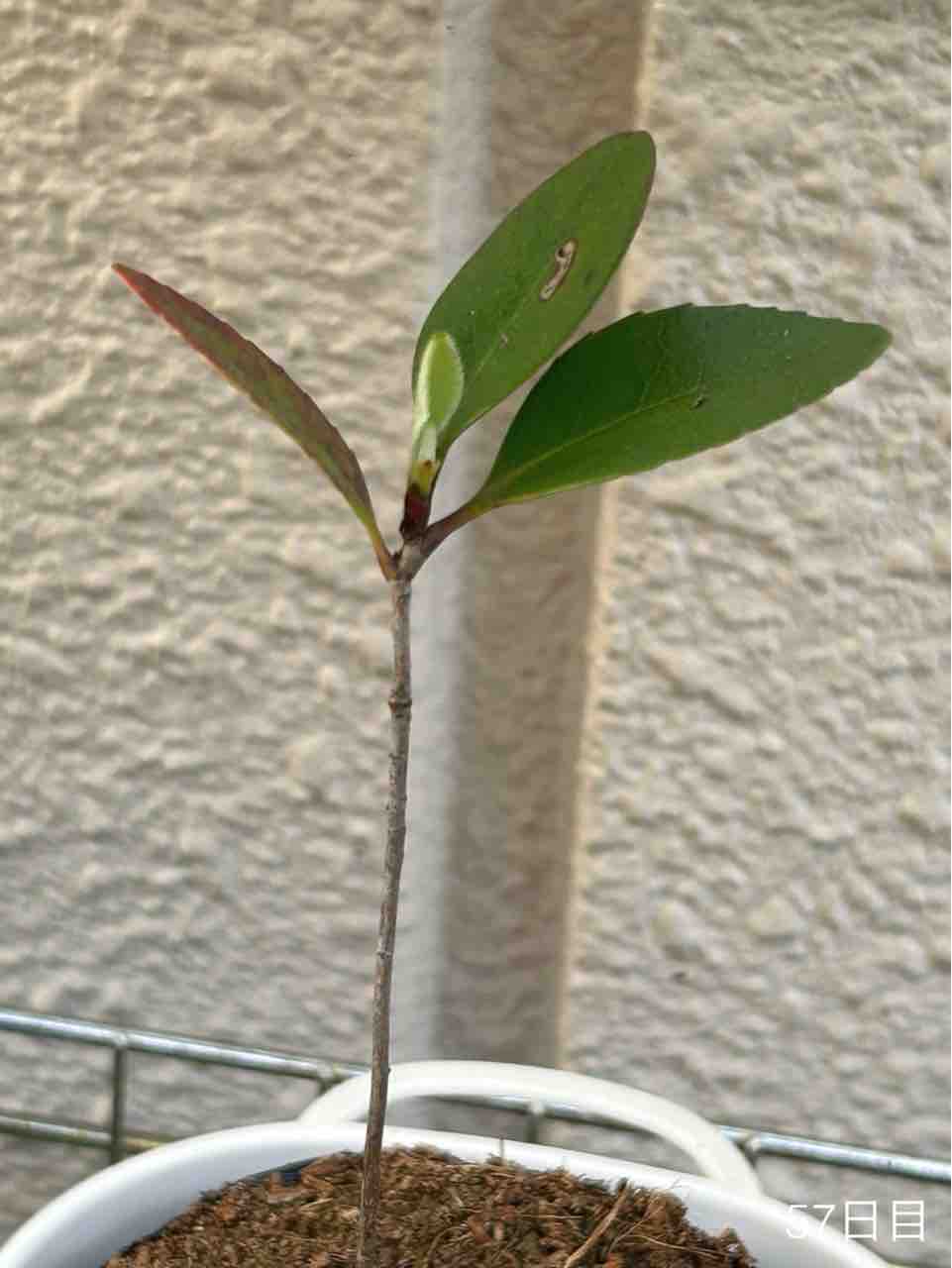 シャリンバイさん記録（2024） : N-log【東京ぼたらいふ=ボタニカル