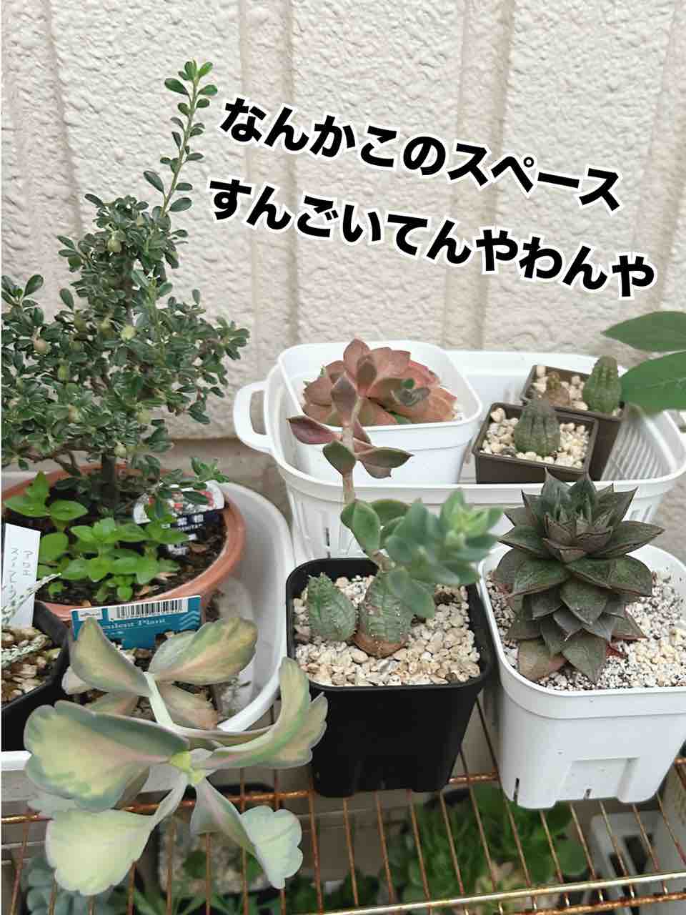 8月のミニ盆栽剪定〜アガベさんたちの成長具合など2024.8