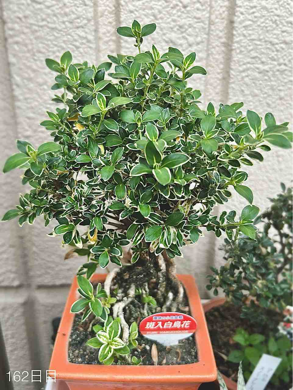 8月のミニ盆栽剪定〜アガベさんたちの成長具合など2024.8