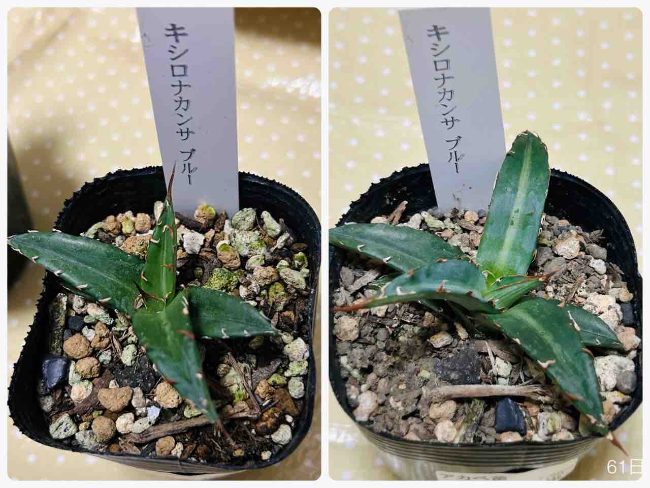 アガベ実生株】キシロナカンサブルーとデュランゲンシス【お迎えから4