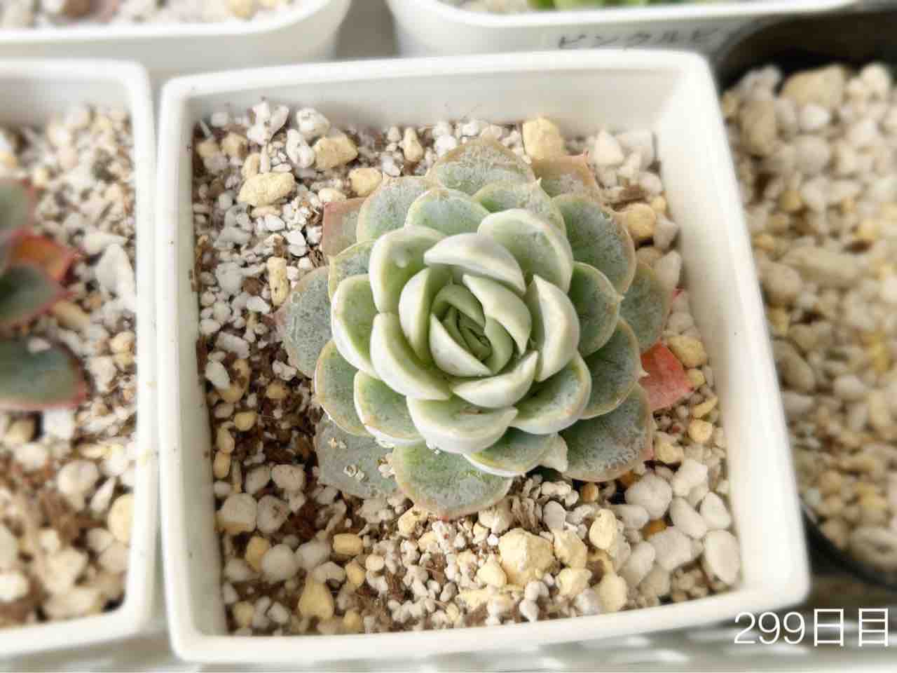 初心者が初めてダイソーさんでお迎えした徒長しまくり多肉植物アソート 