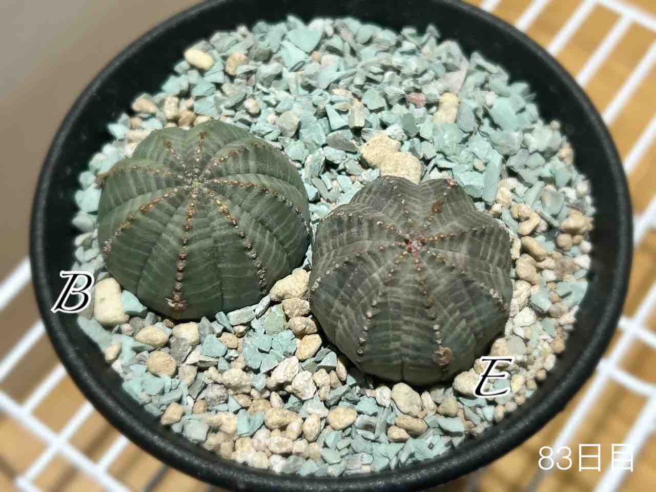 ヤフオク産オベサのその後（はやくも3ヶ月が目前だった…） : N-log