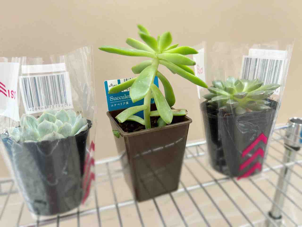 多肉植物 謎 謎ベリア1号｜そだレポ（栽培レポート）by癸すおう｜みんなの趣味の園芸