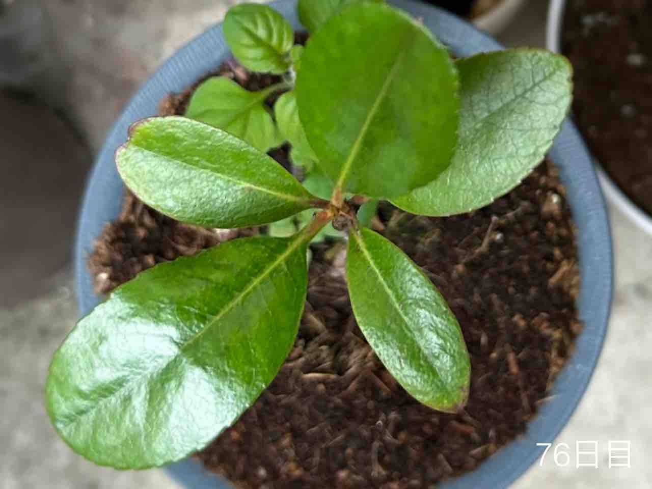 シャリンバイの実300本 シャリンバイの実300本 シャリンバイの青い実｜レモンバーム17