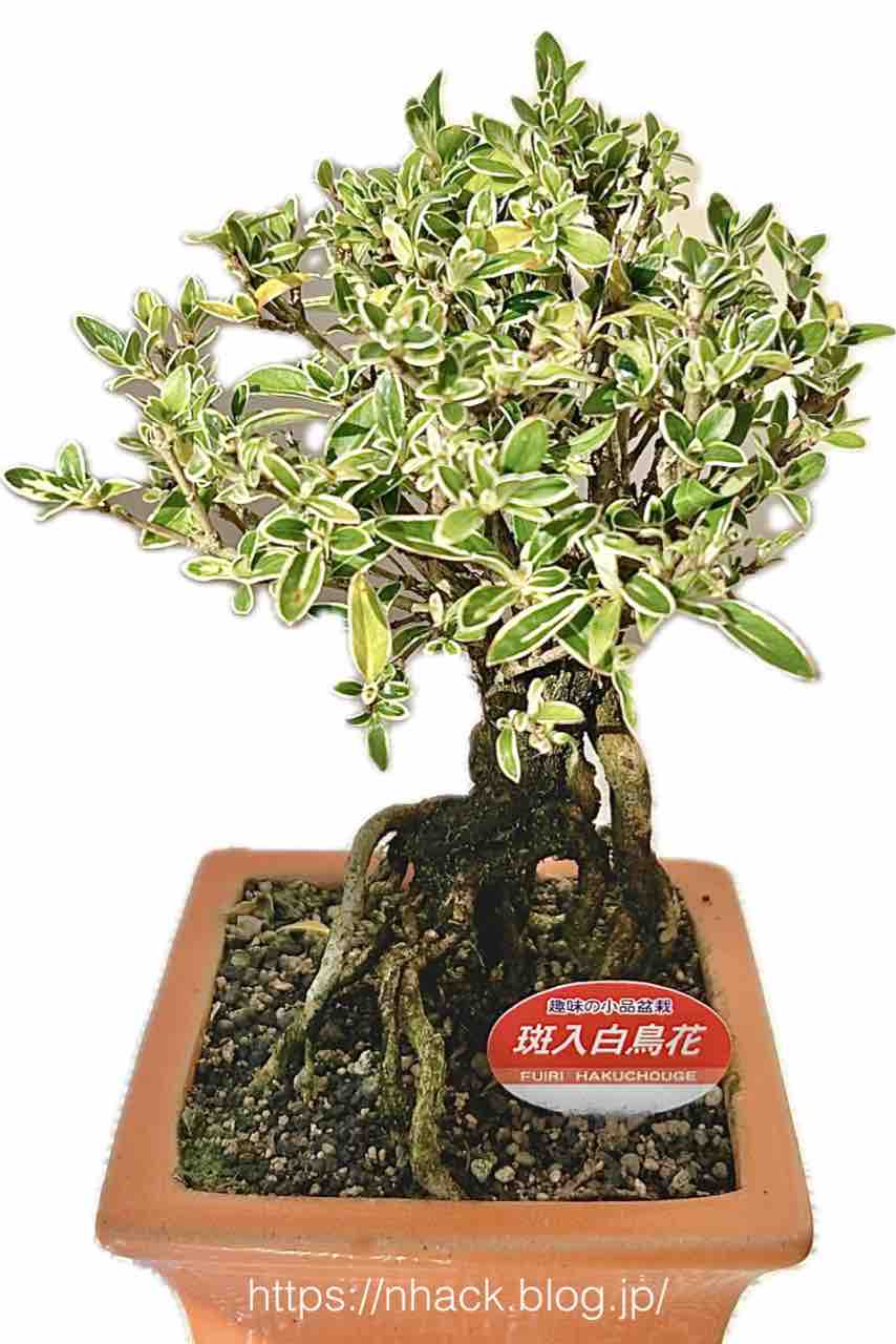 盆栽デビューしてました|ホームセンターのミニ盆栽|白鳥花 盆栽デビューしてました|ホームセンターのミニ盆栽|白鳥花