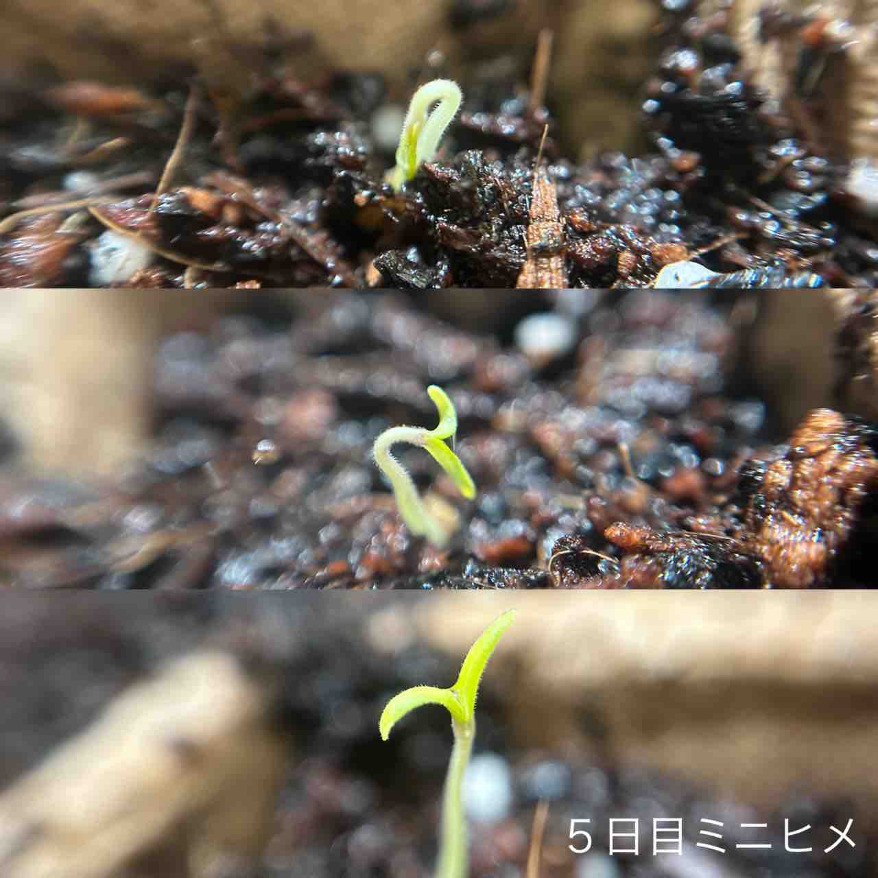 双葉の豆鉢　4つ 双葉の豆鉢 4つ 双葉の豆鉢4つ