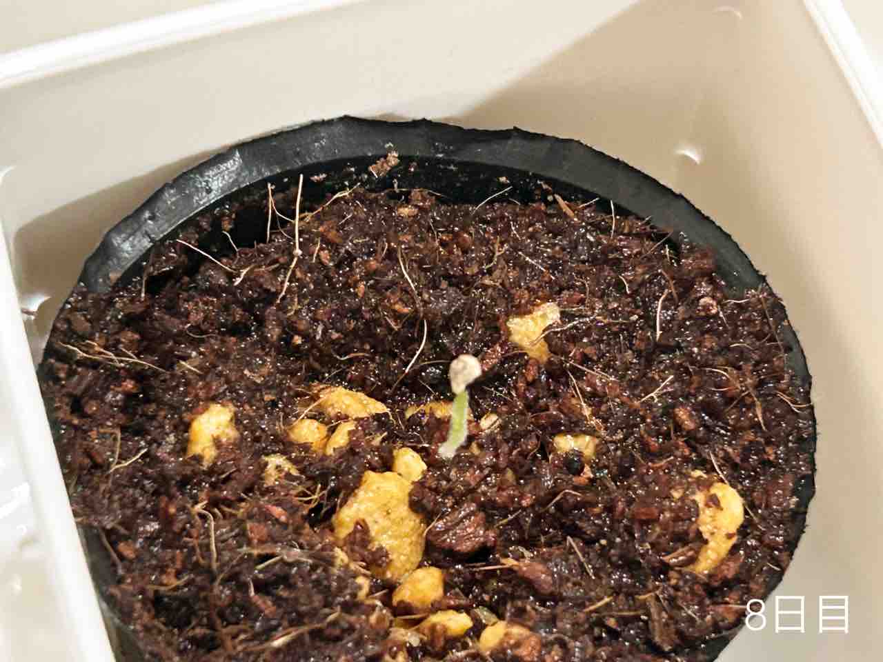 ダイソー園芸】ミニヒメチャレンジ2024発芽経過とスパルタ【ミニトマト