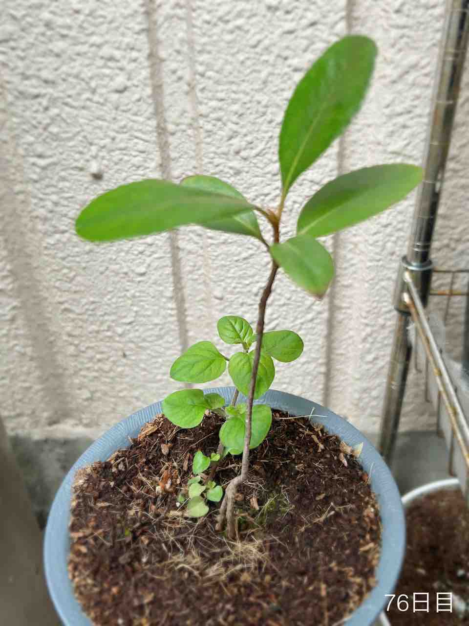 シャリンバイさん記録（2024） : N-log【東京ぼたらいふ=ボタニカル