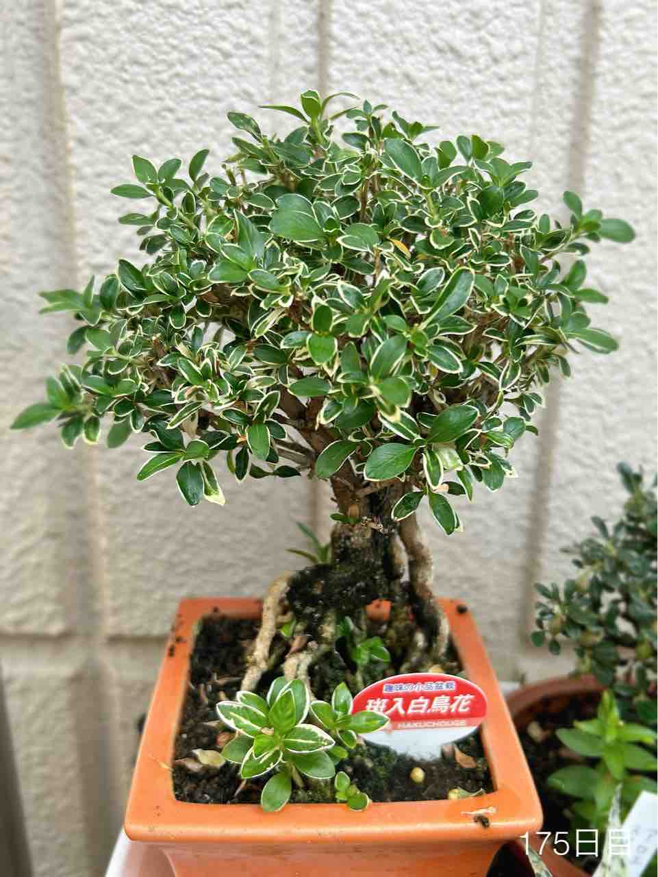 8月のミニ盆栽剪定〜アガベさんたちの成長具合など2024.8