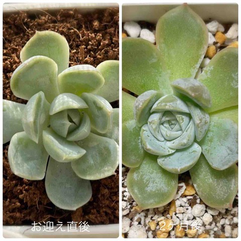 2ヶ月後】ダイソー多肉植物のその後【謎ベリア】【葉挿しチャレンジ