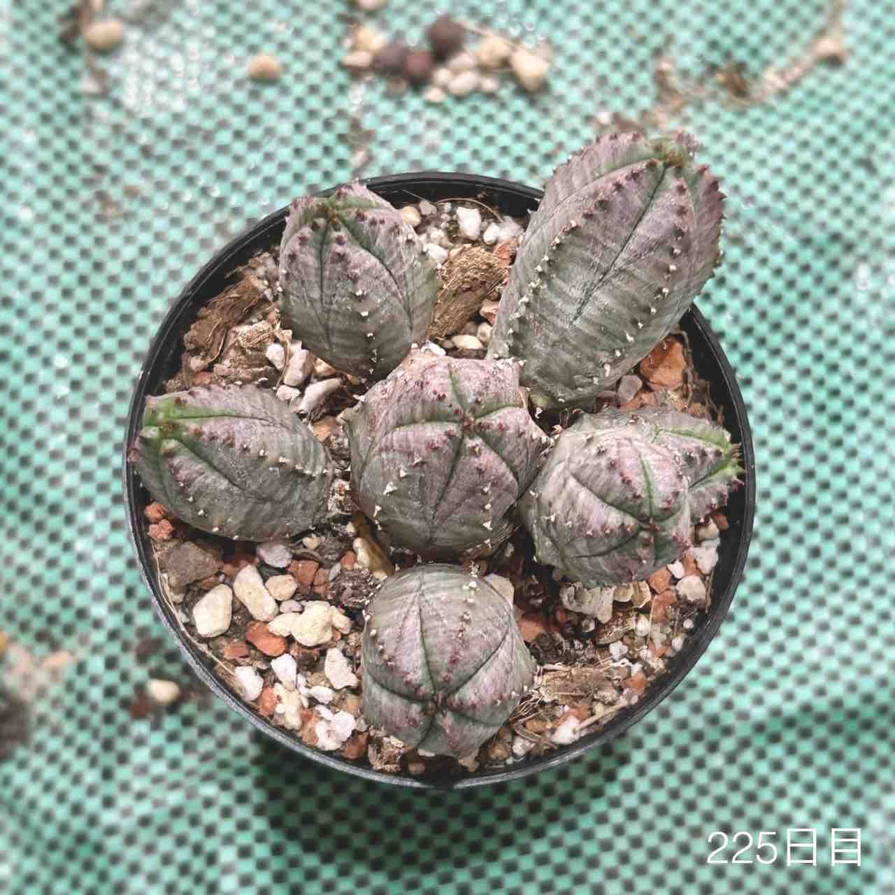 サボテン 美女丸hyb カキコ2個 サボテン 美女丸hyb カキコ2個 【公式通販】