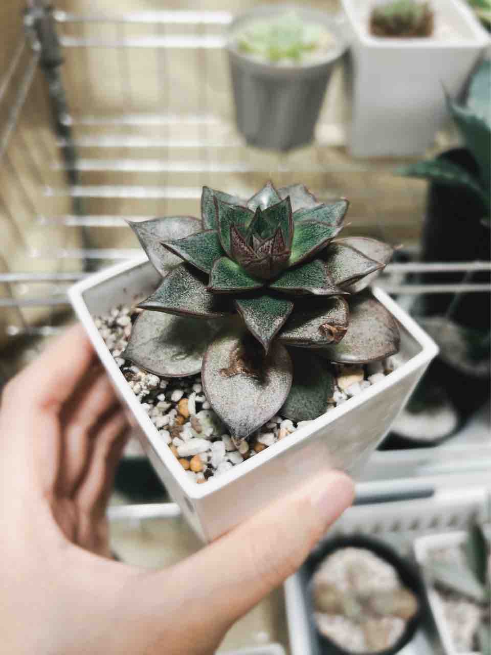 ダイソー多肉】葉焼けしたヤマトニシキさんのその後について【大和錦