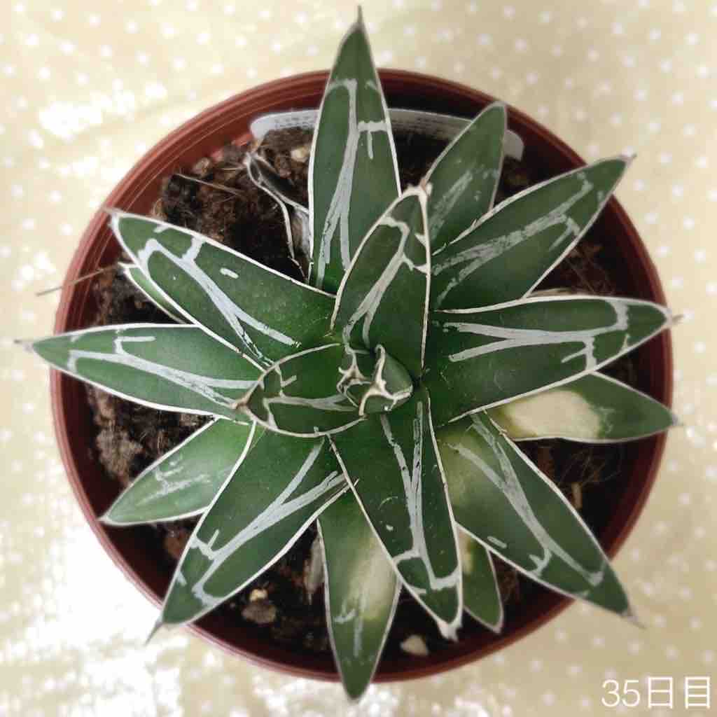 アガベ 1年7ヶ月