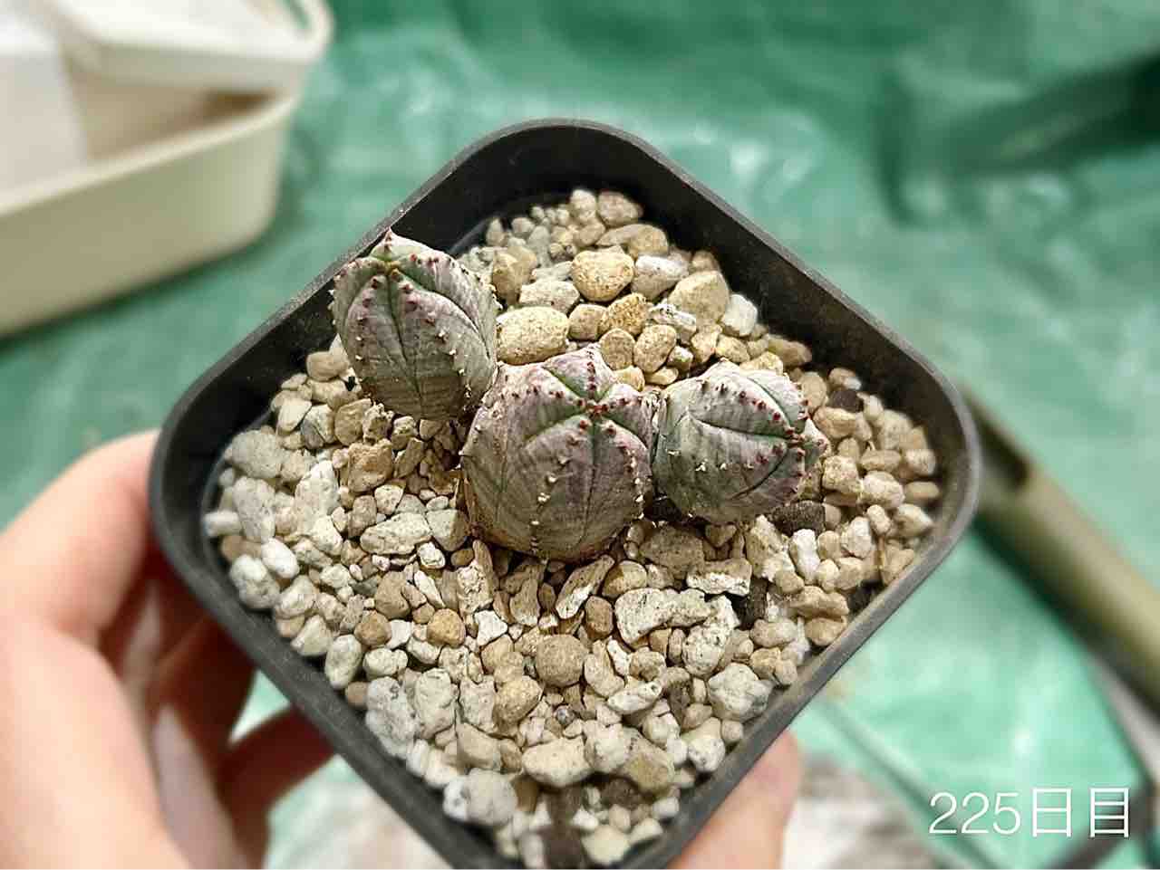 オベサブロウのカキコを外して植え替える話【多肉植物】 : N-log【東京