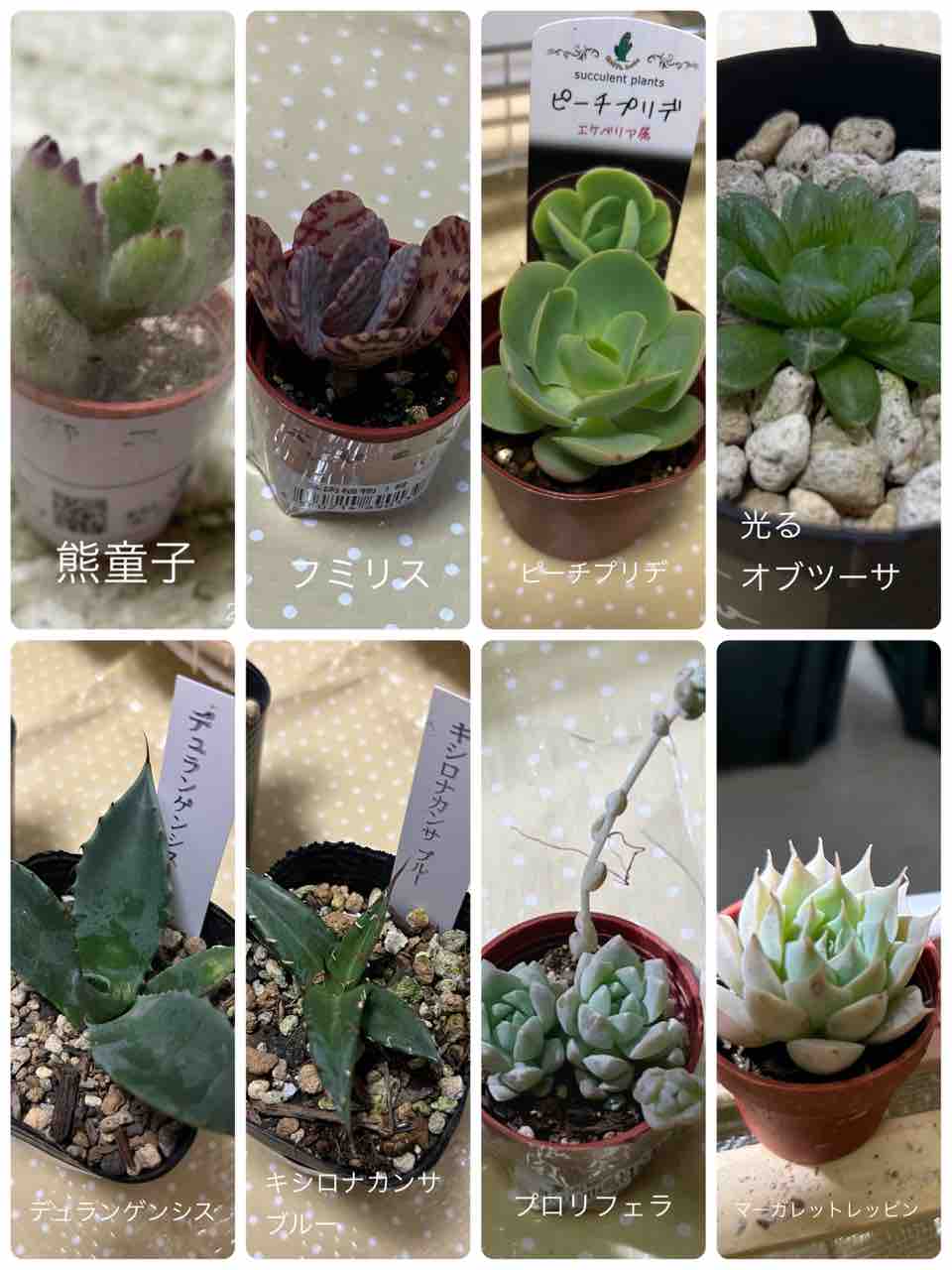 多肉植物　写真全て ダイソー・ホームセンター・花屋でお迎えした多肉植物の紹介2023.8