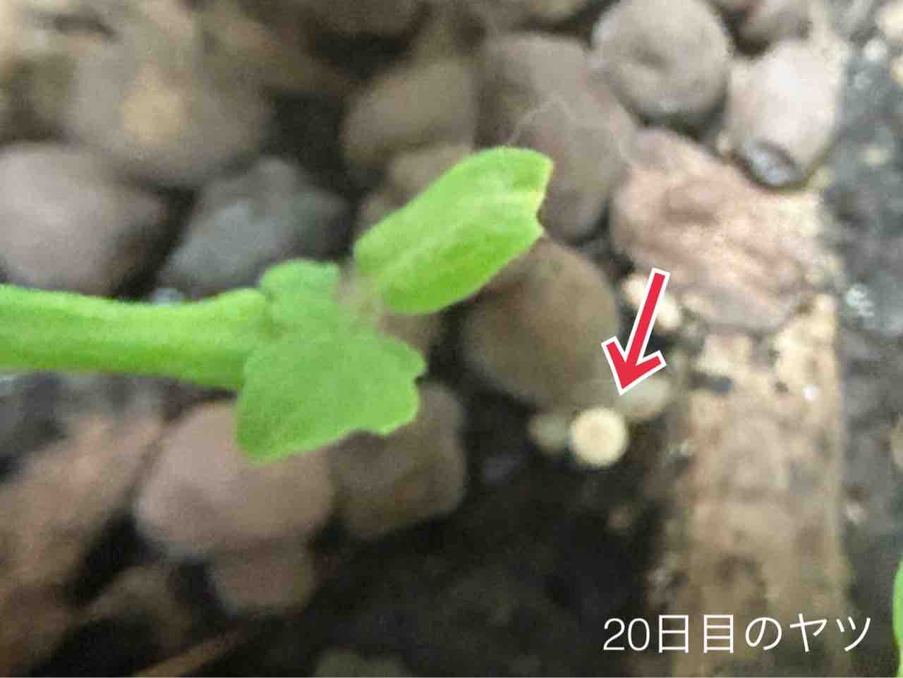 【ダイソー園芸】きのこのこのこ元気な子?対策します【ミニトマト・ミニヒメ・バジル3週目】 : N-log【東京ぼたらいふ=ボタニカルライフ】