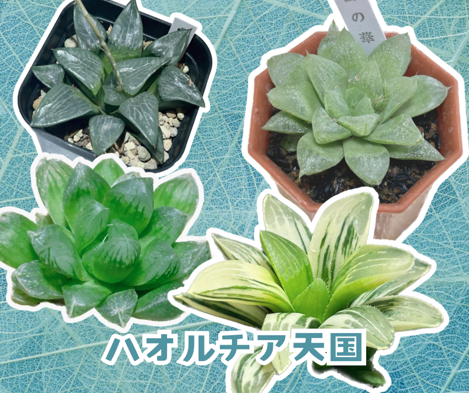 【2024福袋】 初心者に絶対おすすめなハオルチア紹介【繊細で可憐な見た目 ハオルチア・アロエ