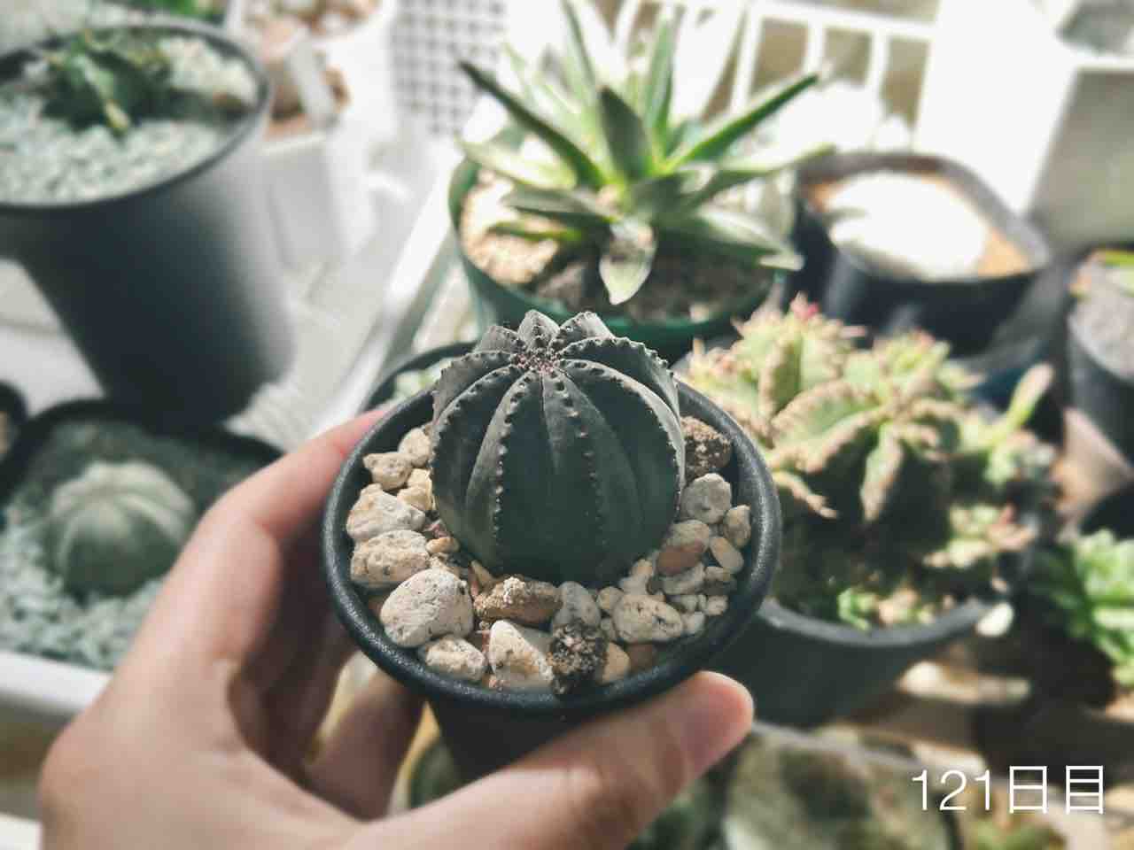 奥戸園オベサピッコロ&オベサブロウさんの4ヶ月後と1月後半の多肉植物