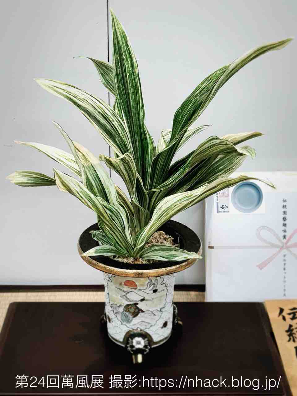 第24回萬風展（上野グリーンクラブの万年青展示）に行ってきました