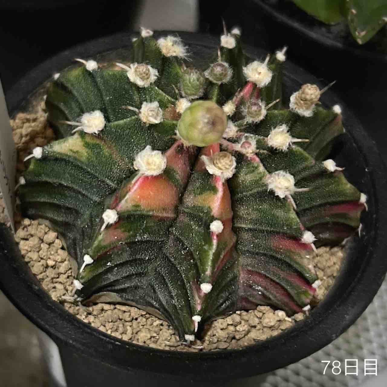 7月後半の多肉植物たちの猛暑⭐︎2024.7 : N-log【東京ぼたらいふ
