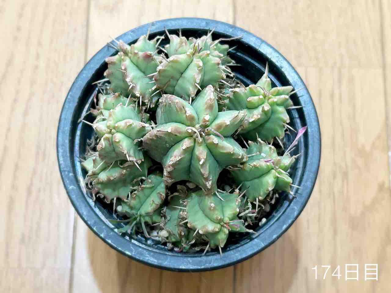 重い腰を上げてやらないといけない植え替え仕事【笹蟹丸そして竜神木