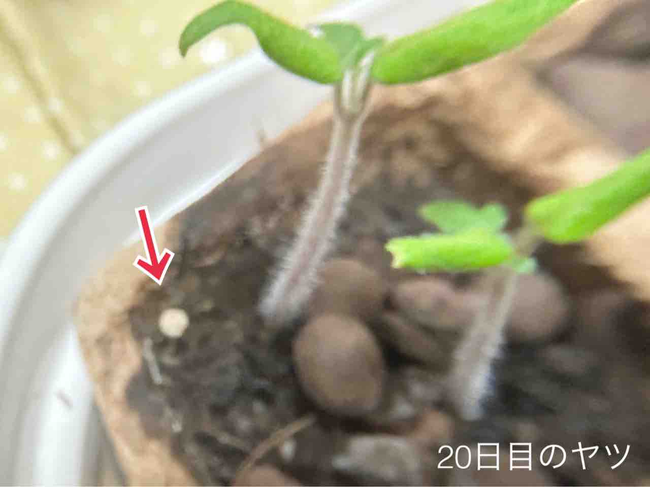 【ダイソー園芸】きのこのこのこ元気な子?対策します【ミニトマト・ミニヒメ・バジル3週目】 : N-log【東京ぼたらいふ=ボタニカルライフ】