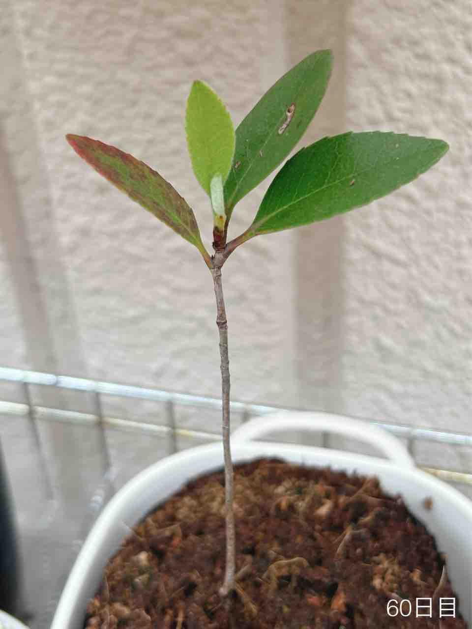 シャリンバイさん記録（2024） : N-log【東京ぼたらいふ=ボタニカル