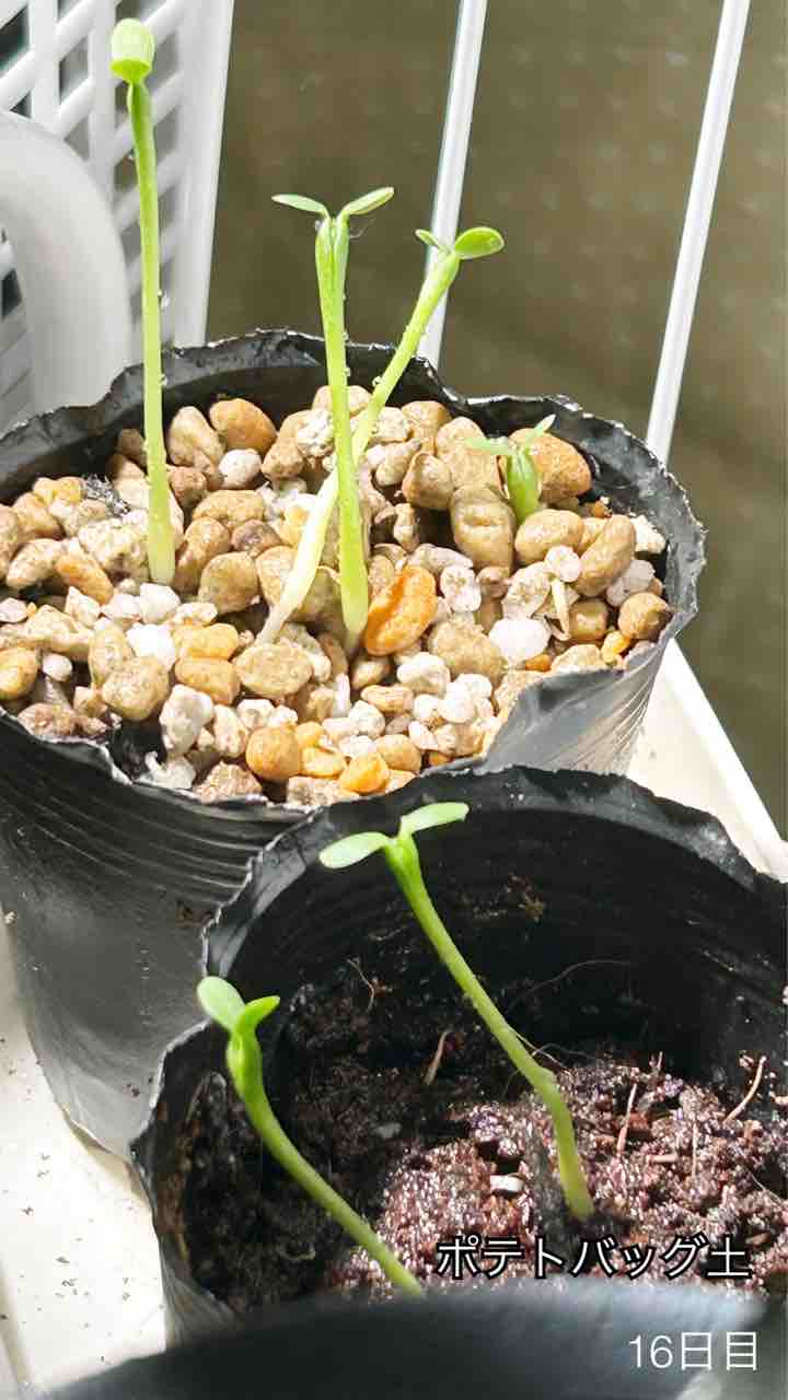アガベ チタノタドワーフ C 実生 抜き苗 オテロイ （アガベ