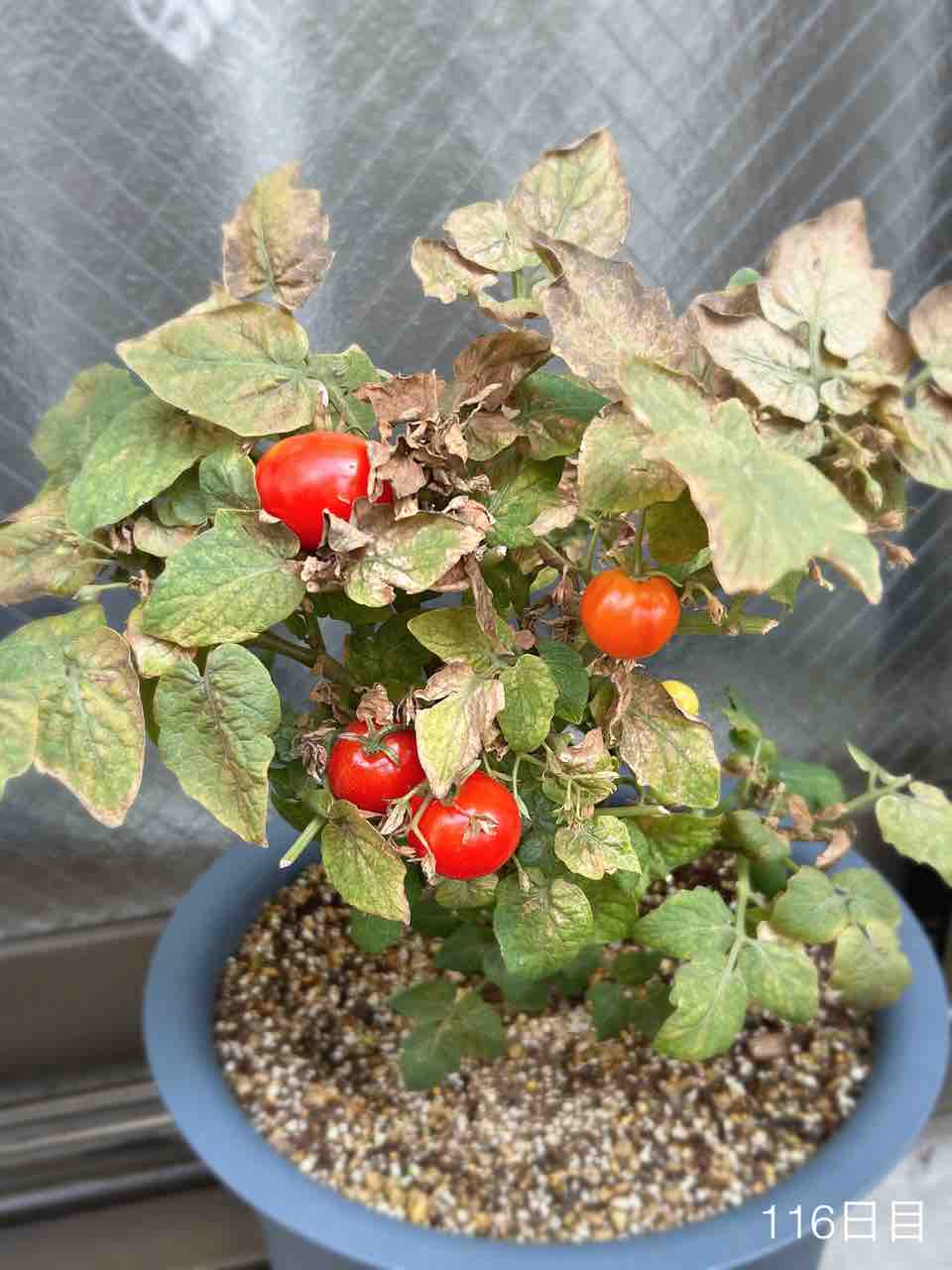 ダイソー園芸】ミニヒメチャレンジ2024【ミニトマト】116日目〜3回目 