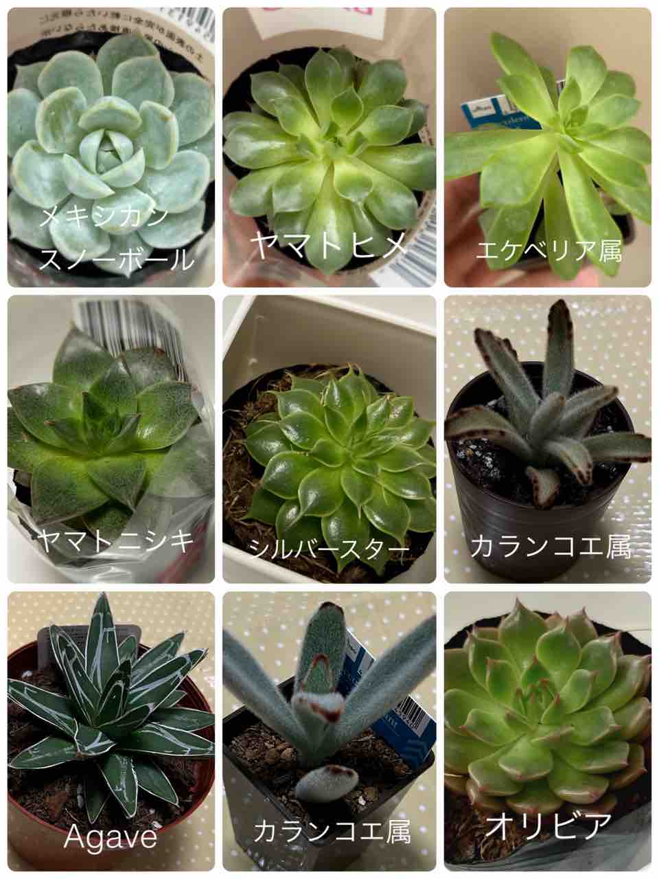 初心者のための多肉植物ガイド：育て方から選び方までというのをAIに