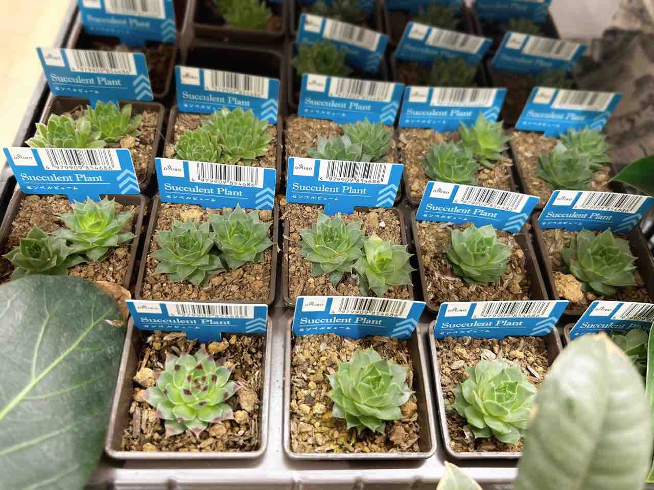 センペルビウム ミントマーブル 【楽天市場】多肉植物 sh