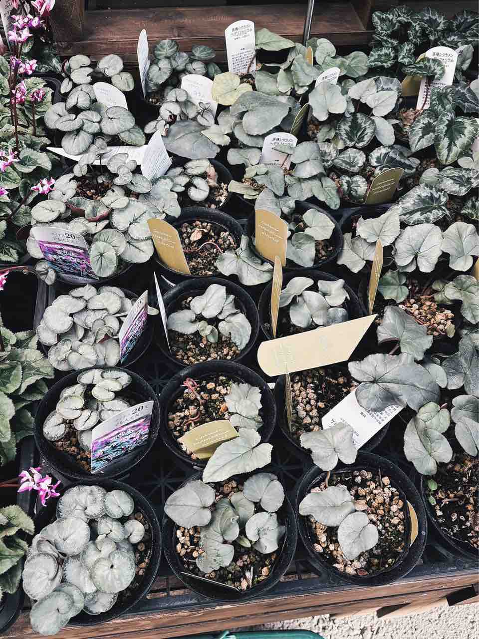 【シルバープリンス コウム 原種シクラメン】シルバーリース寄植え 楽天市場】原種シクラメン コウム 'シルバーリーフ' 白系 : お