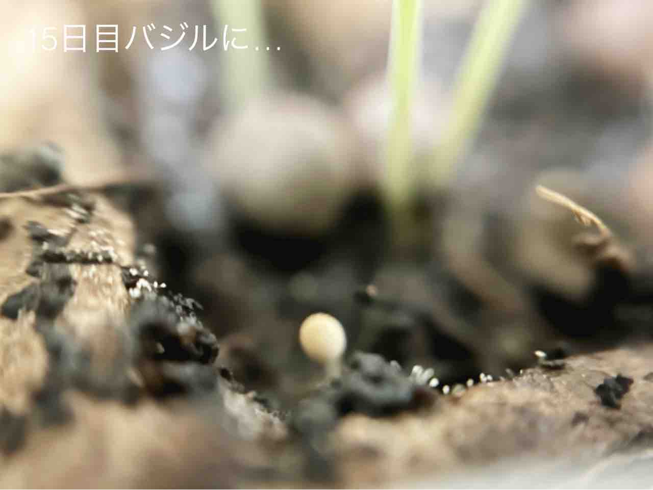 【ダイソー園芸】きのこのこのこ元気な子?対策します【ミニトマト・ミニヒメ・バジル3週目】 : N-log【東京ぼたらいふ=ボタニカルライフ】
