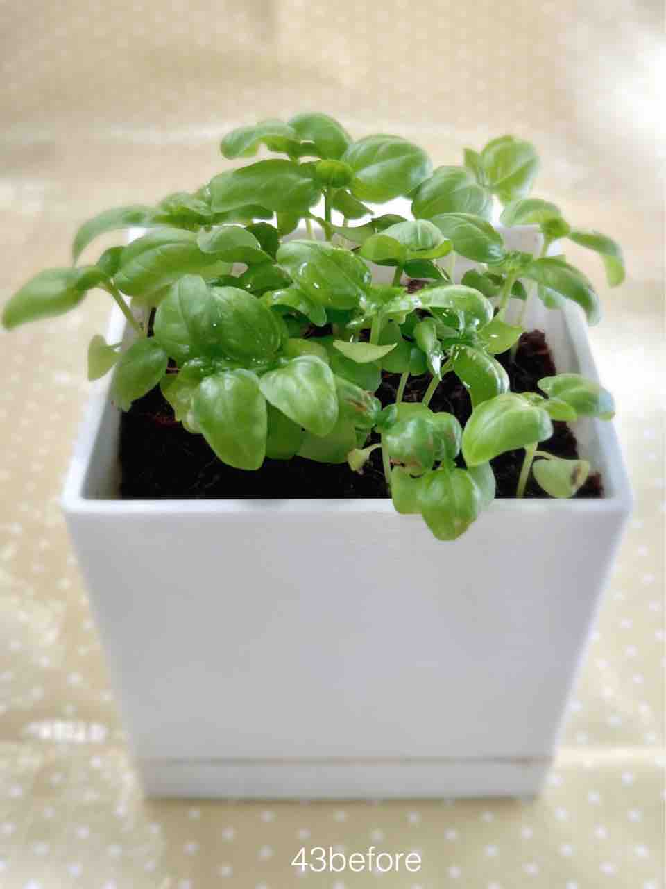 ダイソー園芸】バジル初収穫！そして二回目の収穫で乾燥バジルを作って