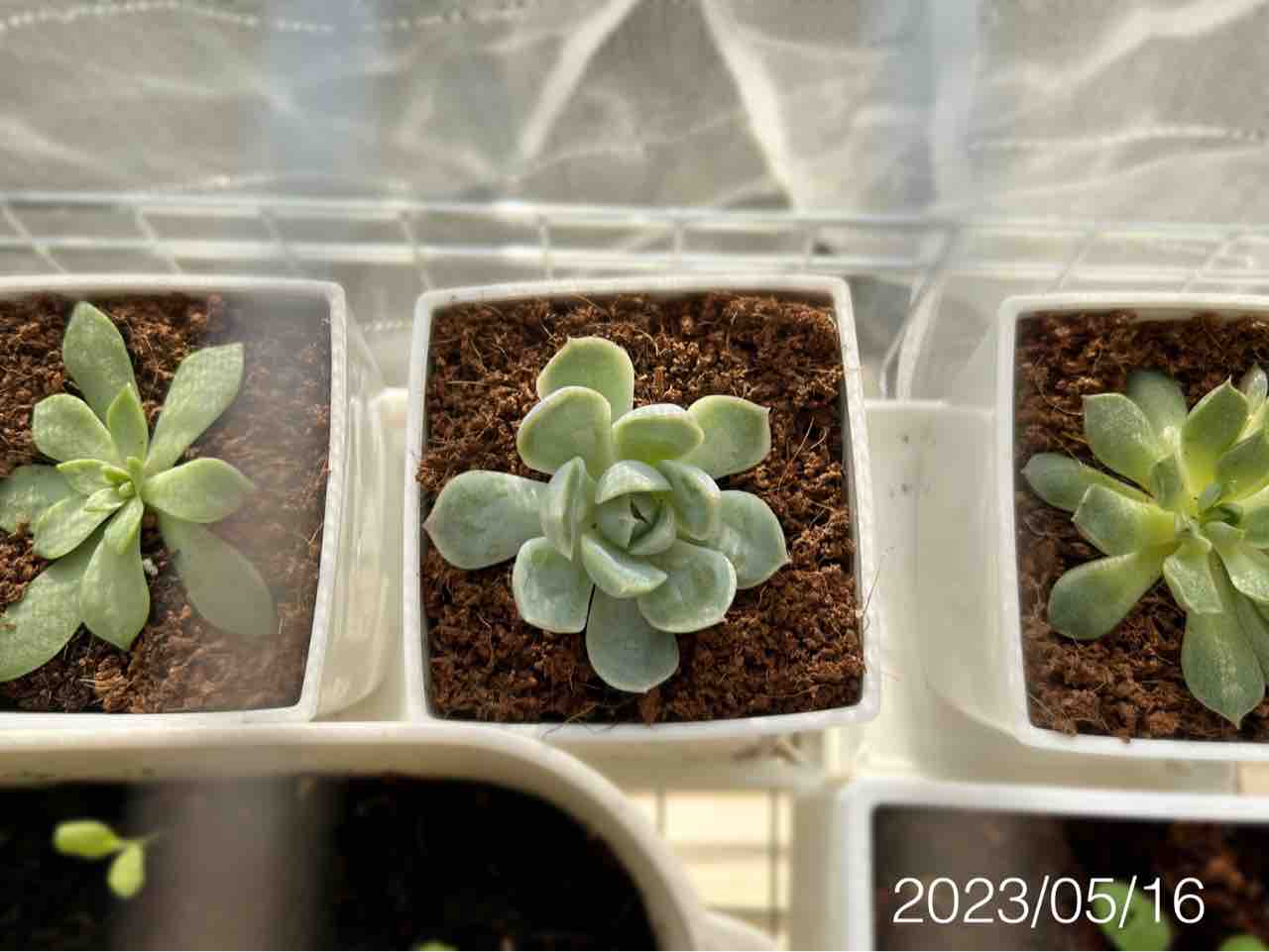 1ヶ月後】ダイソー多肉植物のその後【謎ベリア】【葉挿しチャレンジ