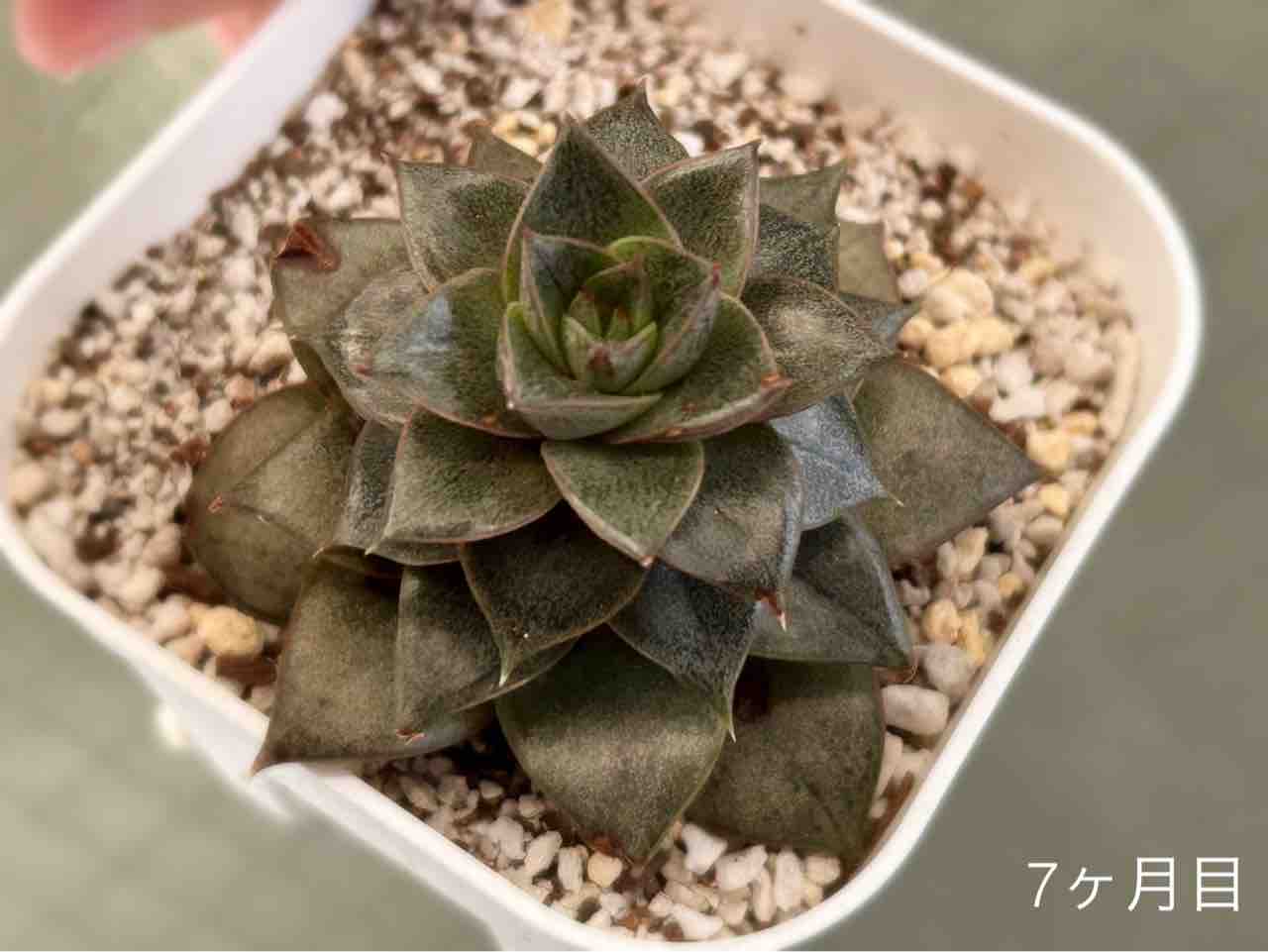 ブルーエット錦 エケベリア 多肉植物 多肉図鑑】ブルーヘロン 