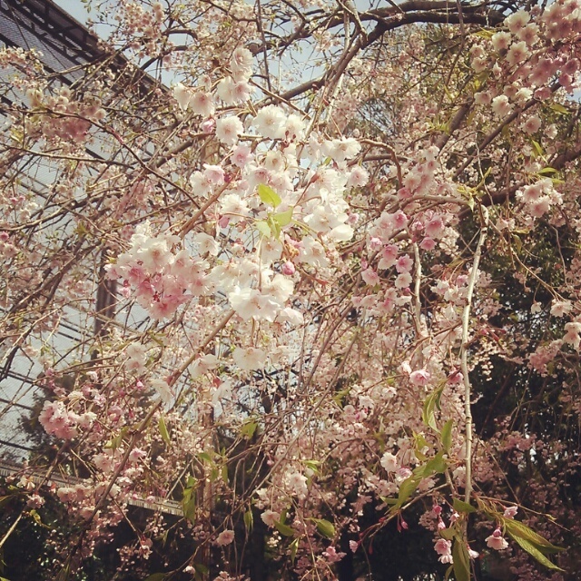 投稿写真