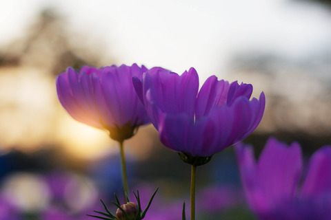 photodune-21292769-purple-cosmos-with-sun-rising-xl