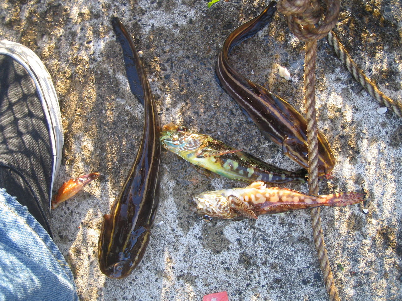 岩井袋 夏海笑の目指せ ｂライフ経由 まんが道