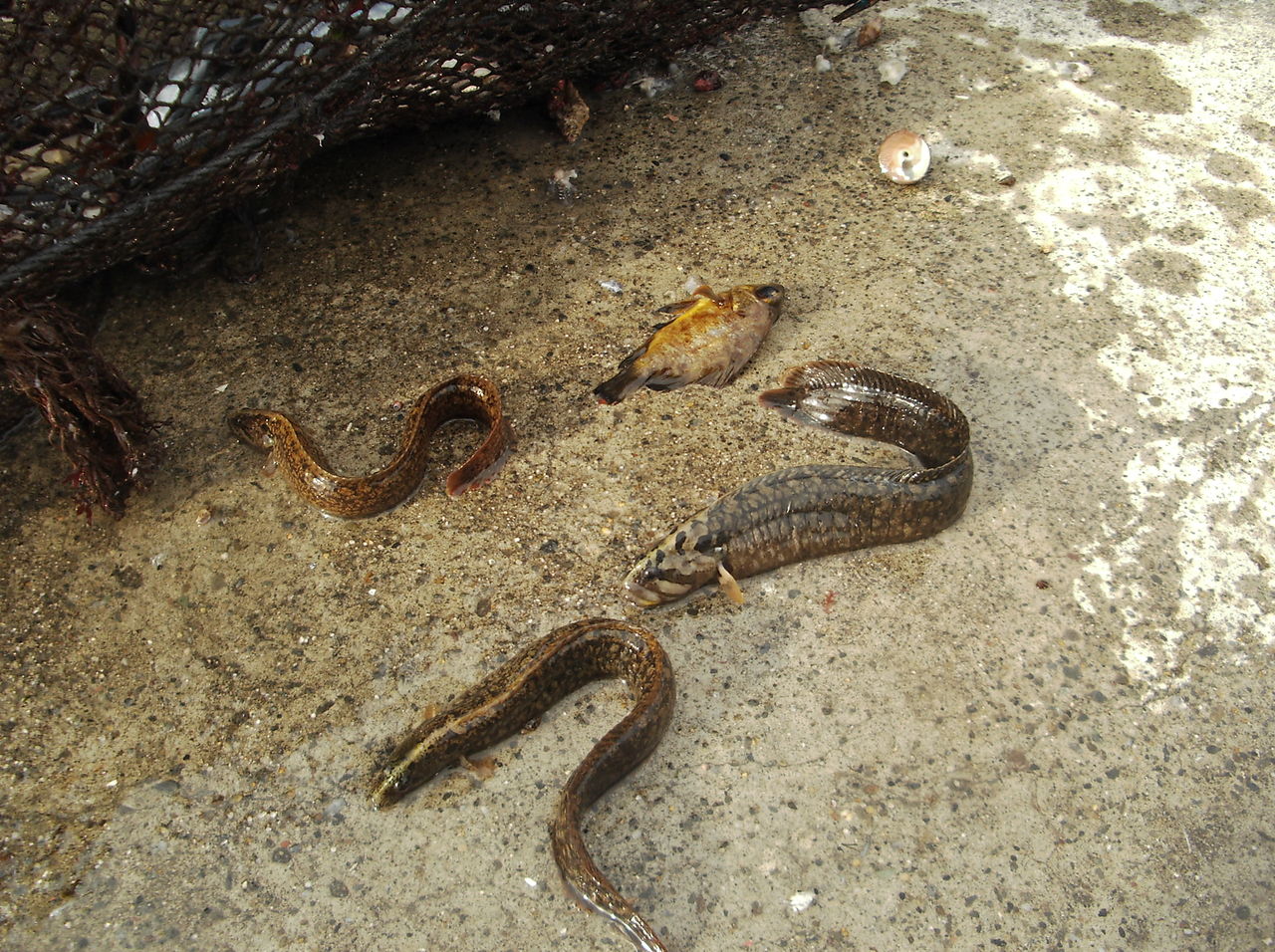 岩井袋 夏海笑の目指せ ｂライフ経由 まんが道