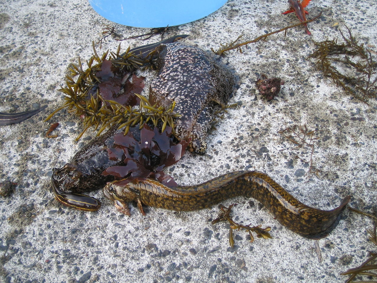 岩井袋 夏海笑の目指せ ｂライフ経由 まんが道