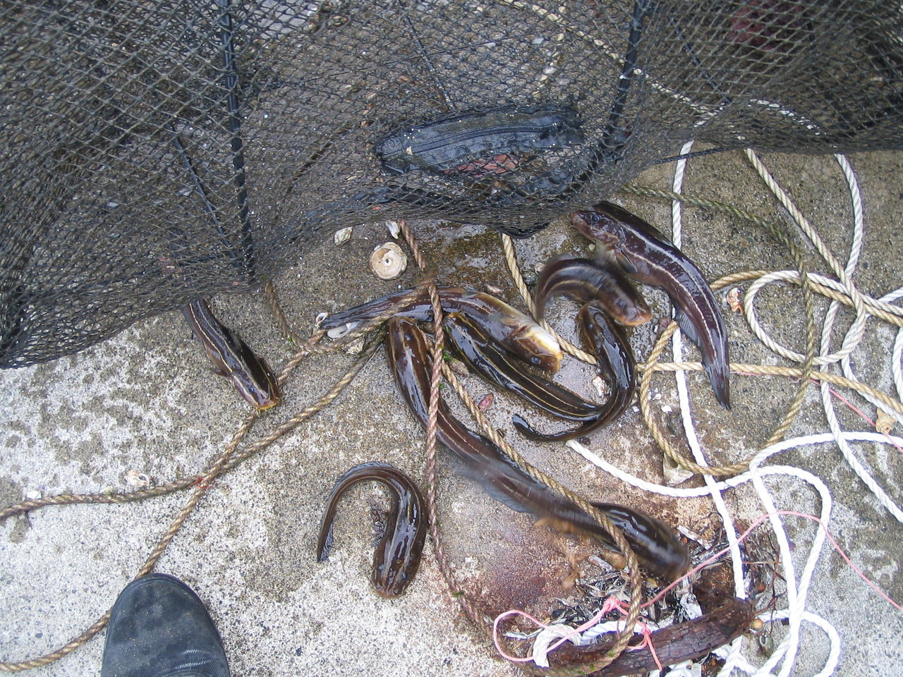 南房総 岩井袋 漁師料理１１ ギンポの天ぷら 夏海笑の目指せ ｂライフ経由 まんが道
