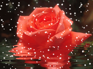 snow_rose