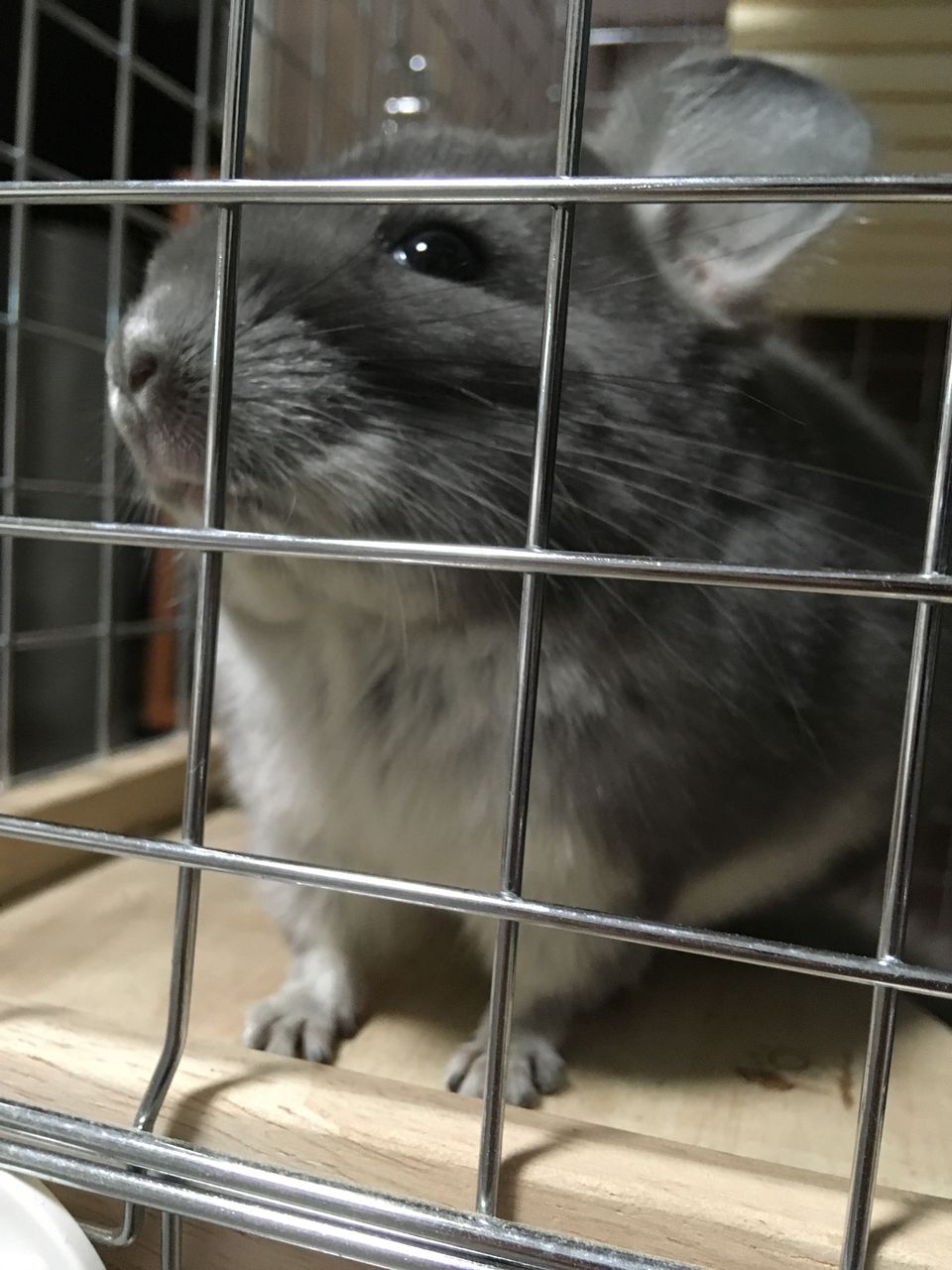 チンチラの多頭飼いについて わがままチンチラおもちさん チンチラの多頭飼いについて わがままチンチラおもちさん