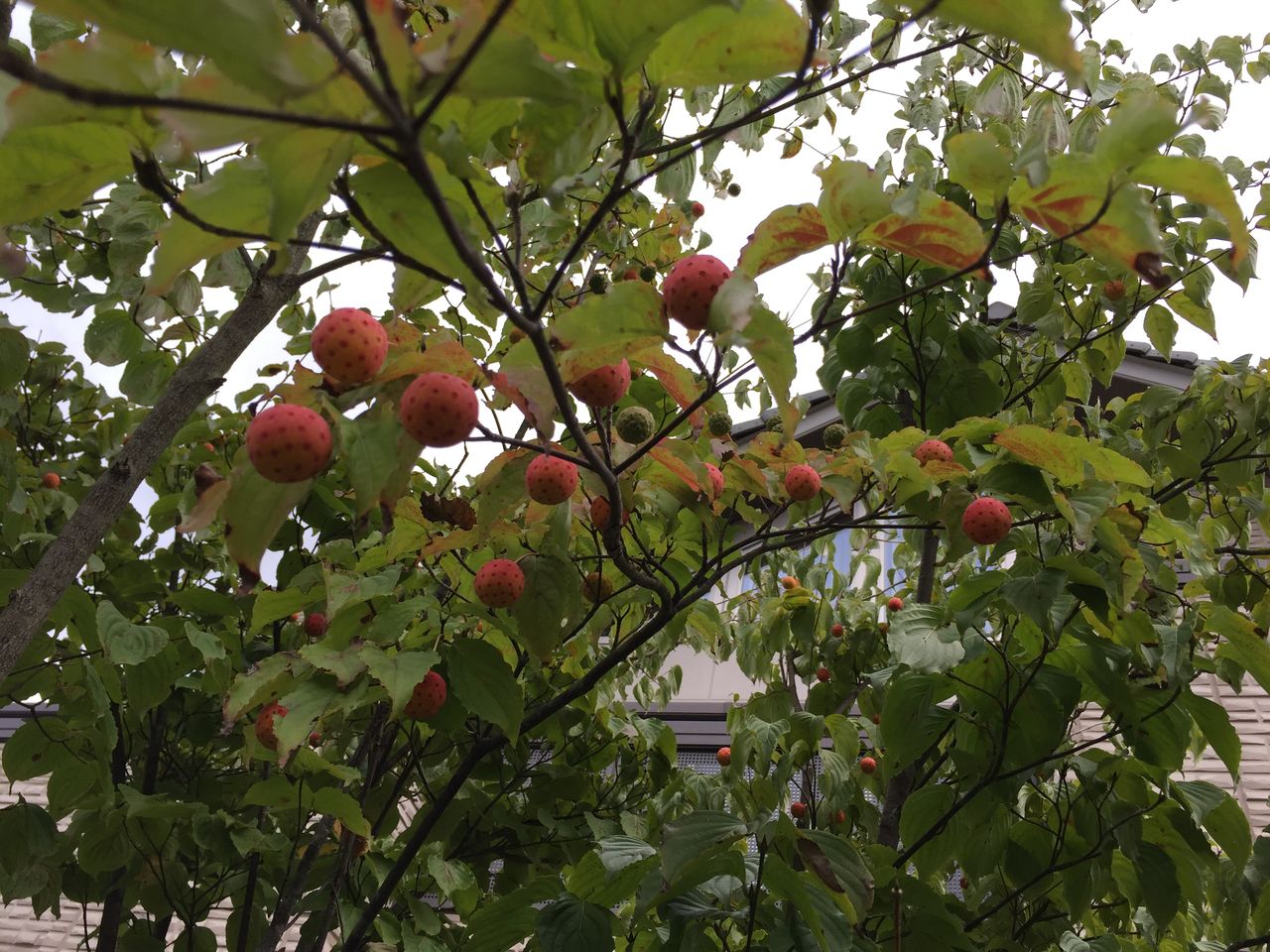 ヤマボウシの実のジャム なつめぐのキッチン