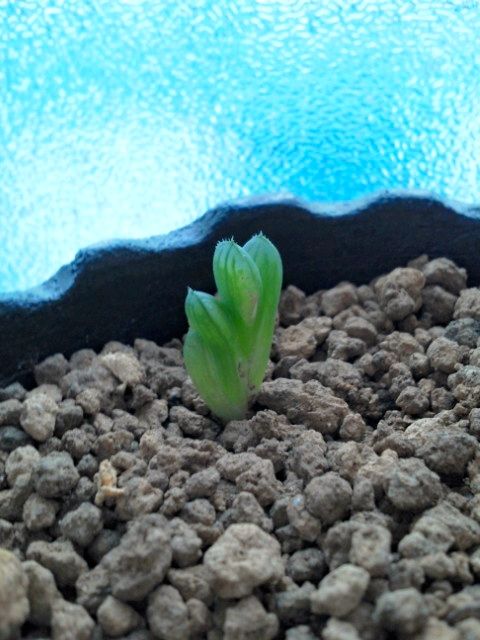 ハオルチアオブツーサの水やりタイミングを計る こそっと菜園