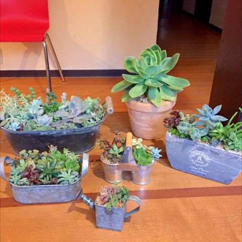 多肉植物 フラワーフィールド はなかっぽ女将の北軽井沢生活 多肉植物 フラワーフィールド はなかっぽ女将の北軽井沢生活