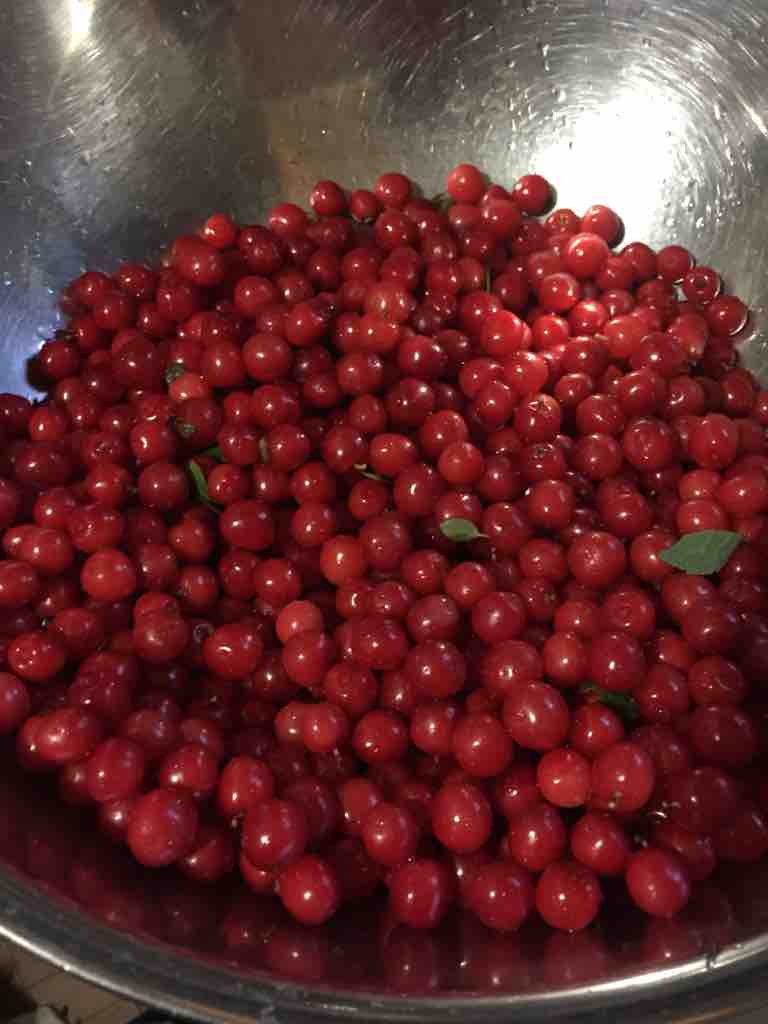 雨のお休み ユスラウメ はなかっぽ女将の北軽井沢生活 雨のお休み ユスラウメ はなかっぽ女将の北軽井沢生活