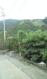 a7068181.jpg